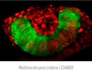 Retina pez cebra